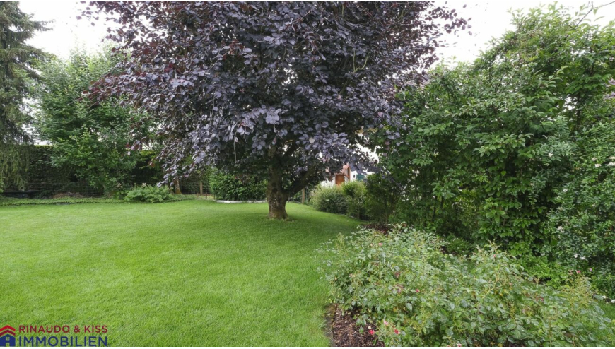 Großer grüner Garten mit altem Baum
