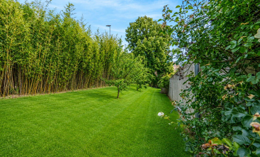 Garten mit Rasen und Bambushecke