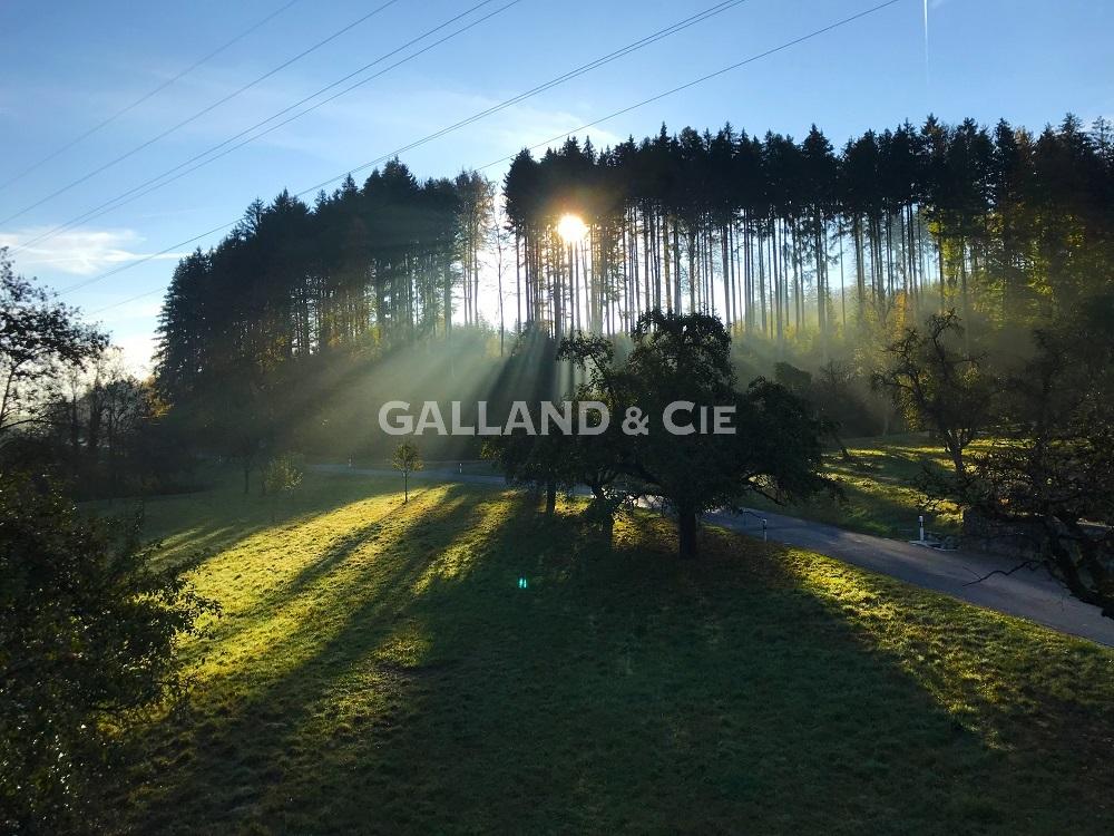 Landschaft mit Wald und Wiese