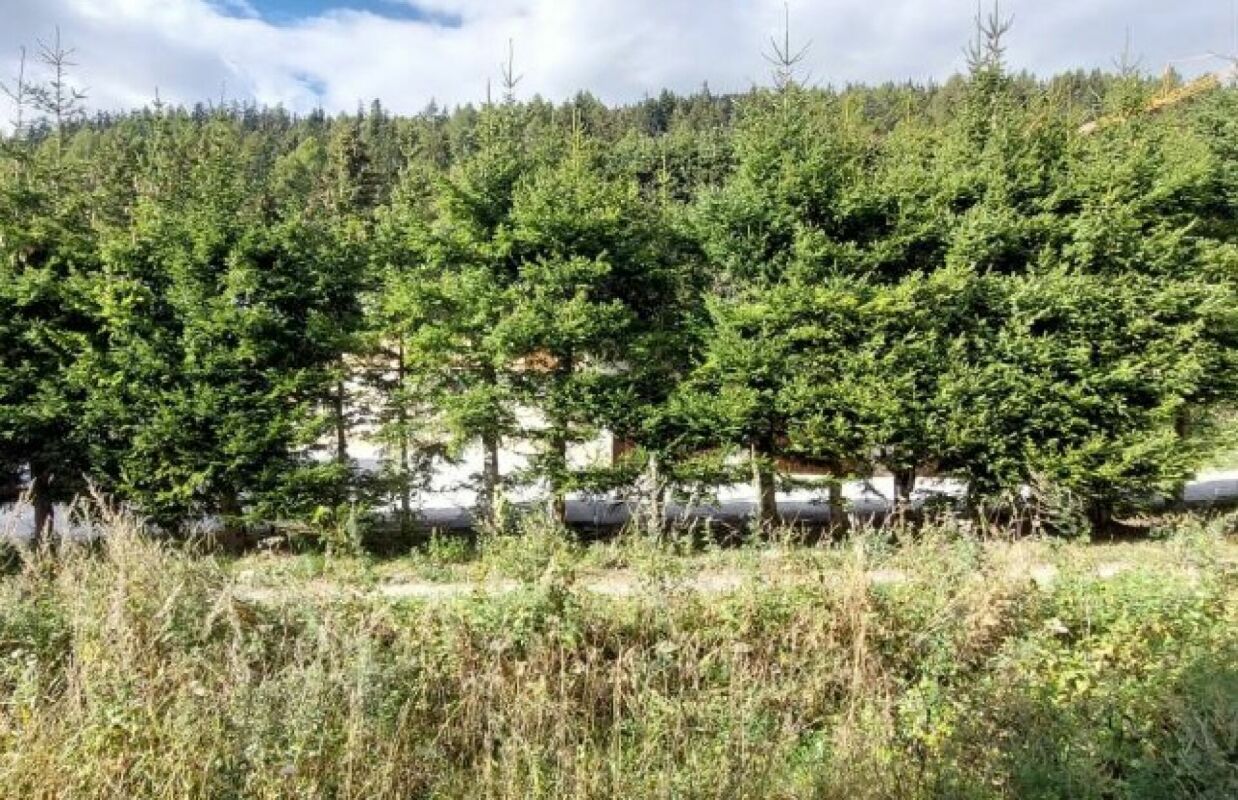 Waldhang mit Nadelbäumen