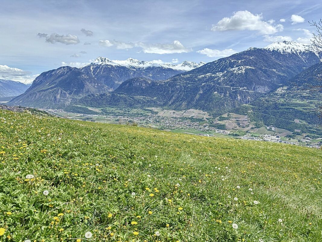 Alpenwiese mit Bergpanorama