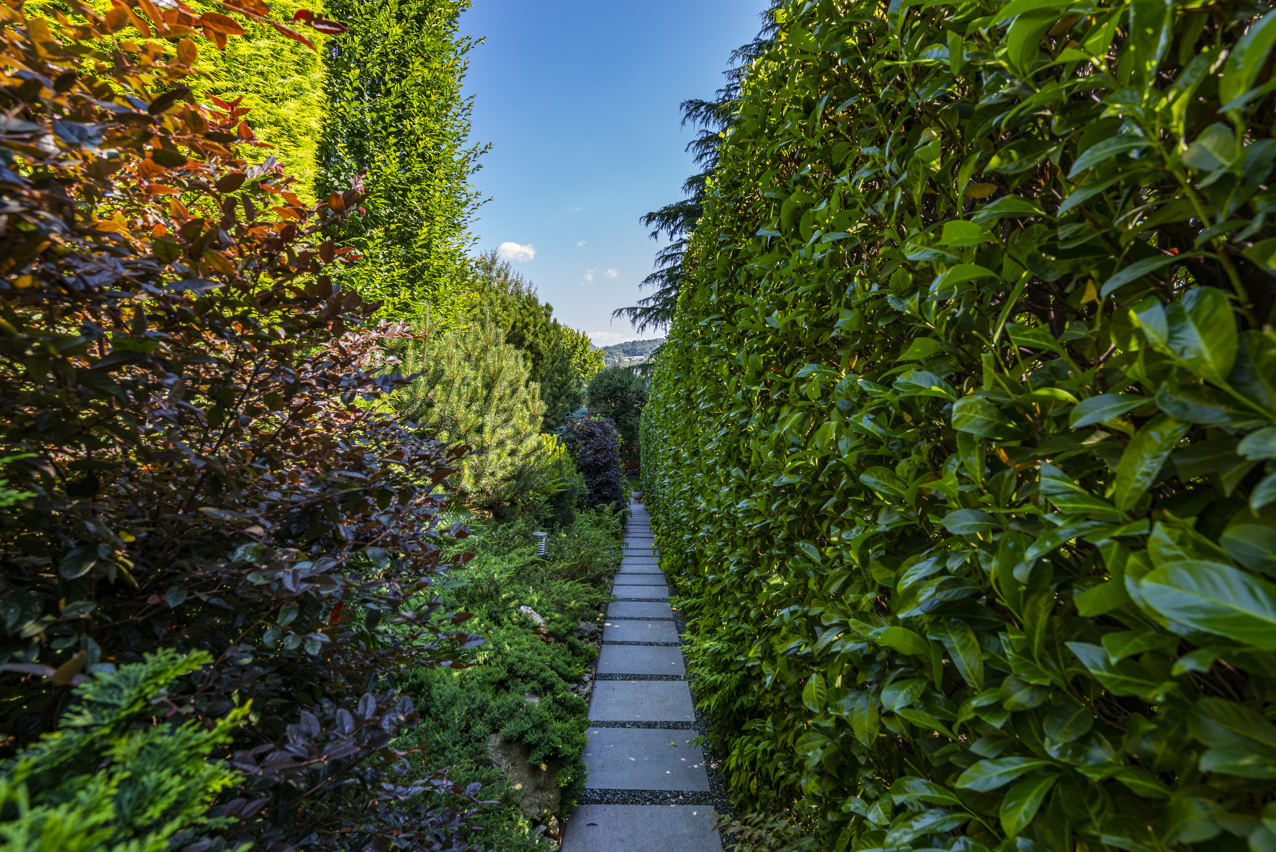 Gartenweg zwischen dichten Hecken