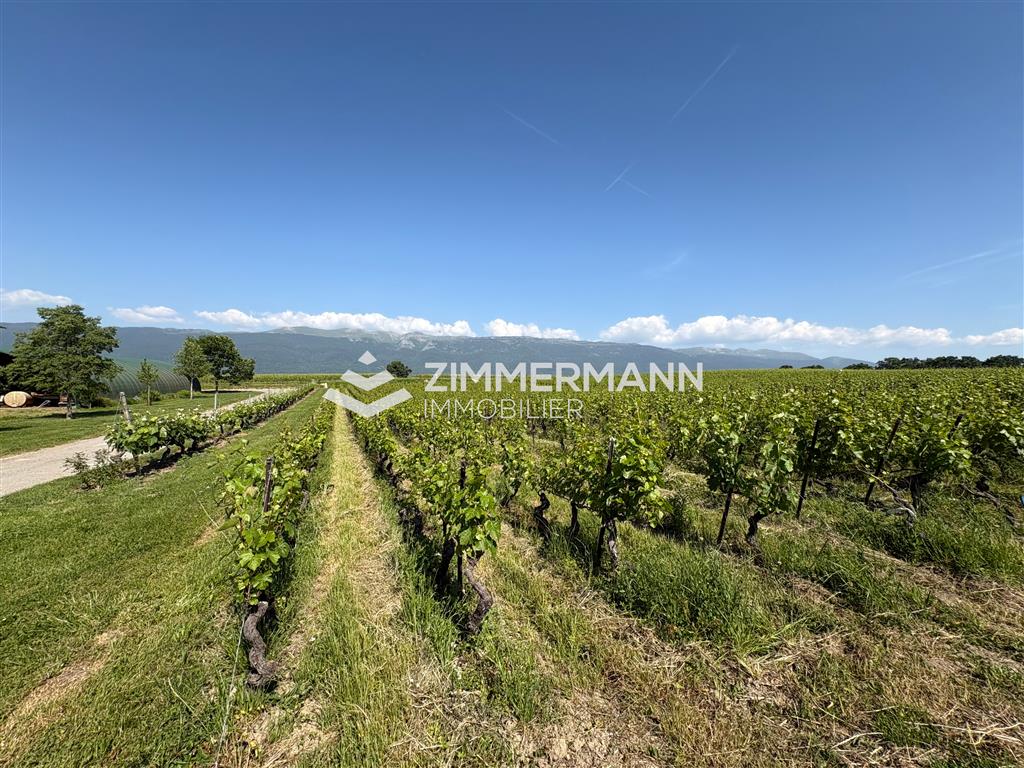 Weinberg mit Bergpanorama