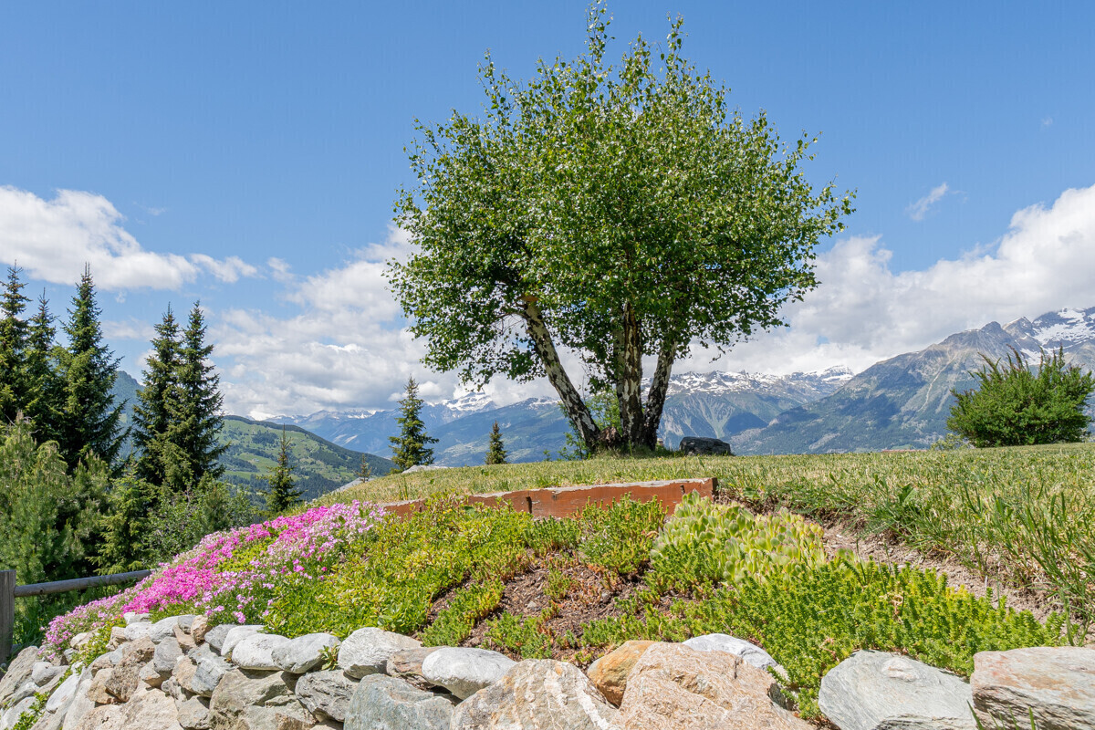 Alpiner Garten mit Bergblick
