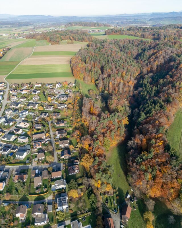 Luftaufnahme eines Wohngebiets am Waldrand