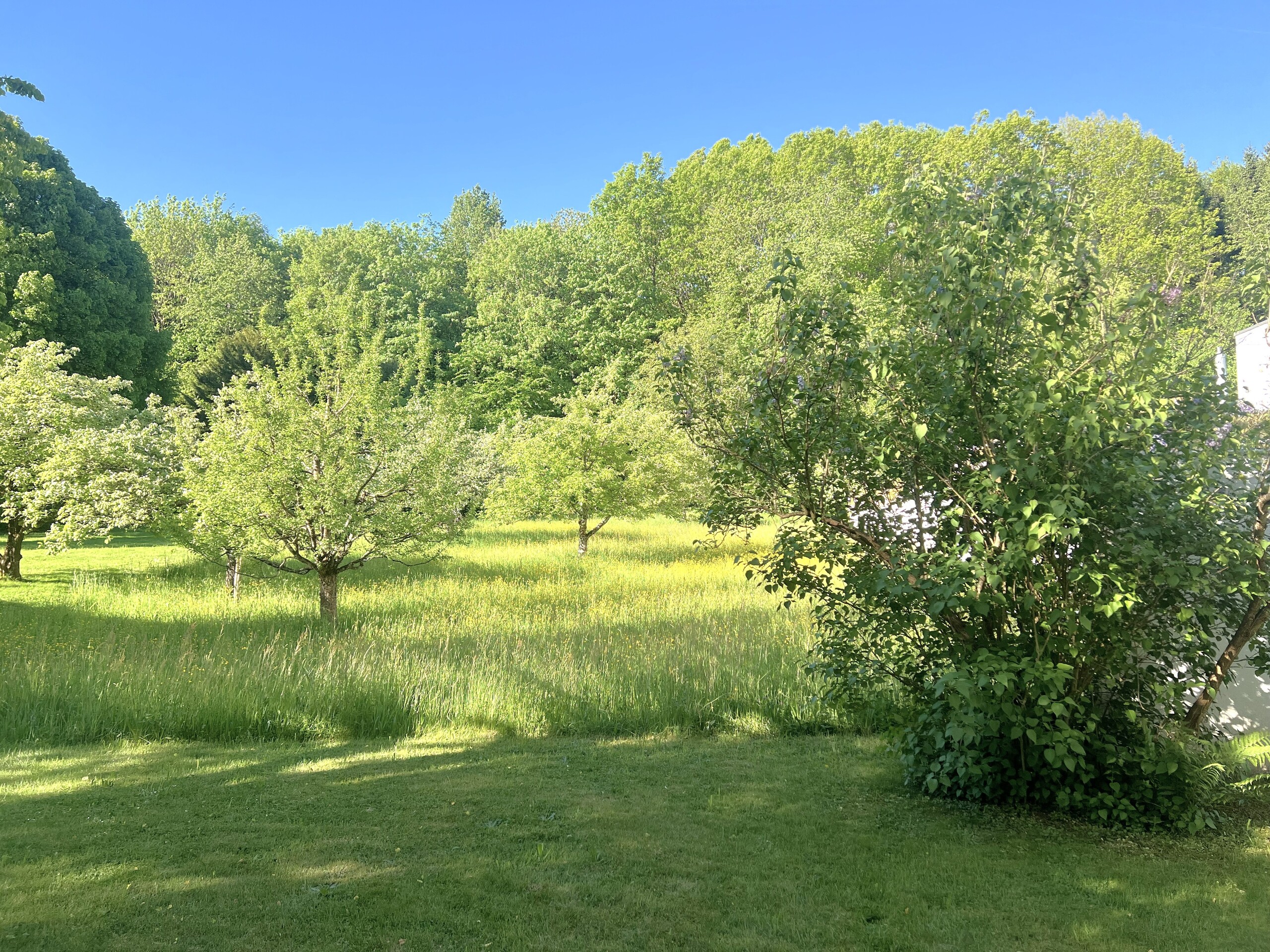 Landschaft mit Wiese und Bäumen