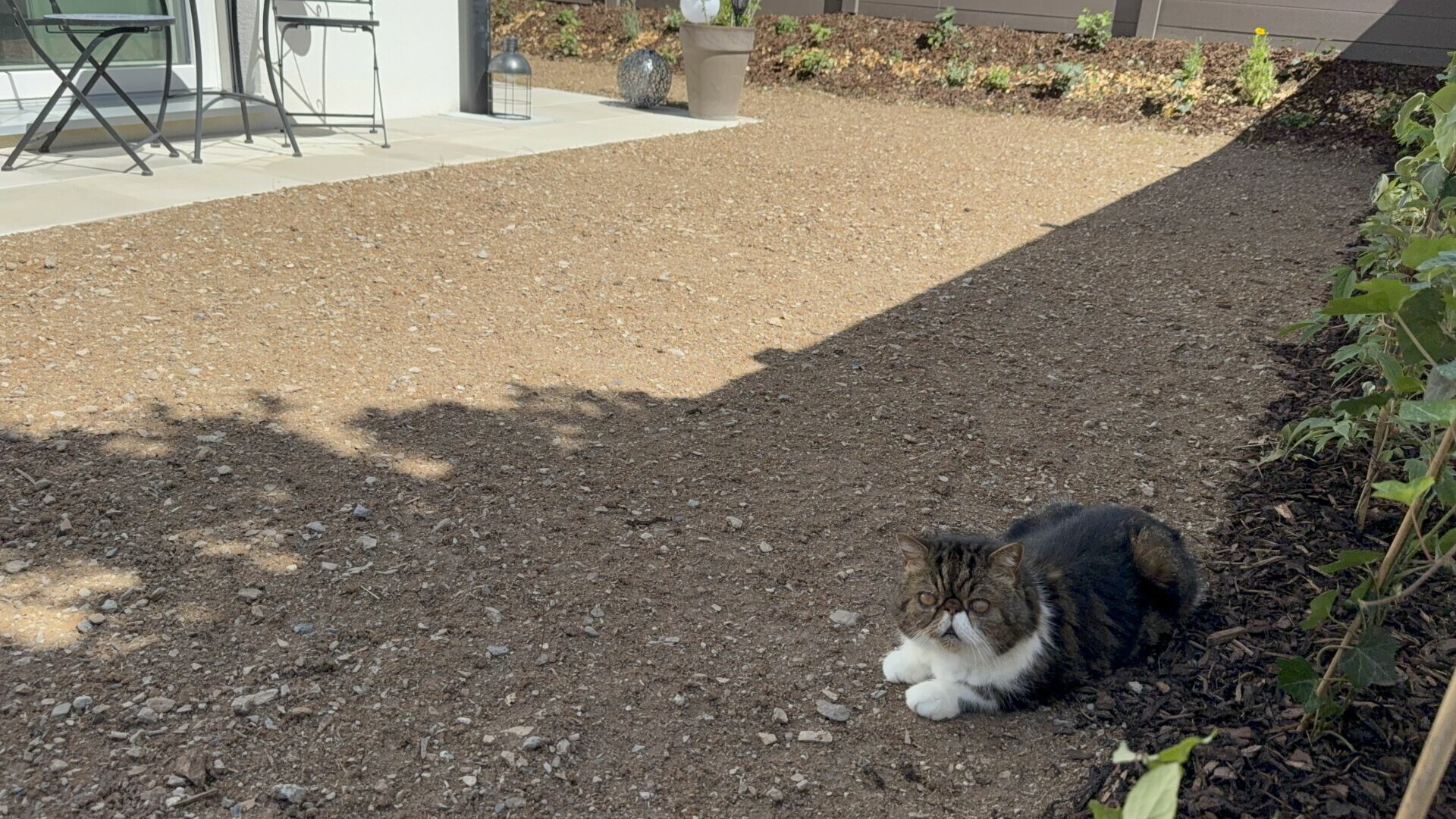 Garten mit Terrasse und Katzenruheplatz